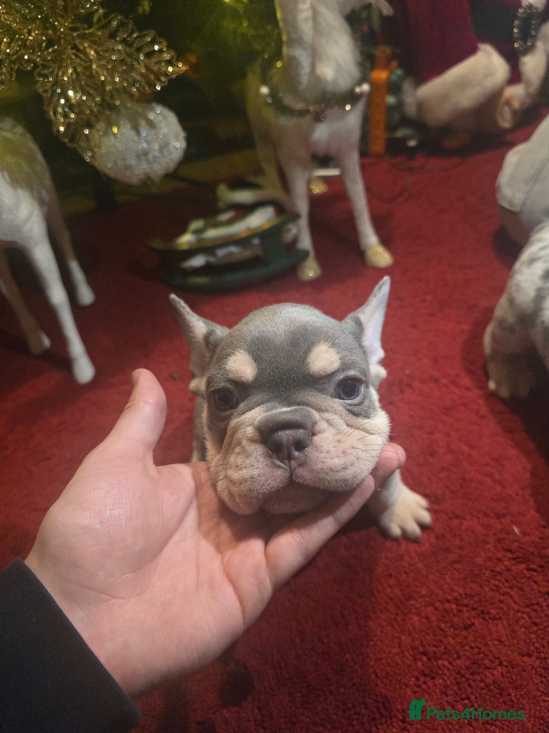 French Bulldog dogs for sale: French bulldog Puppy  😍 - Advert 4