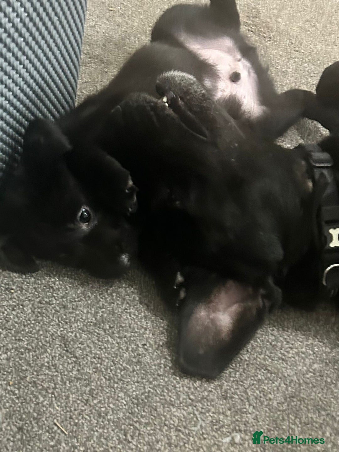 Mixed Breed dogs for sale: 6 lab cross german shepherd beautys - Image 4