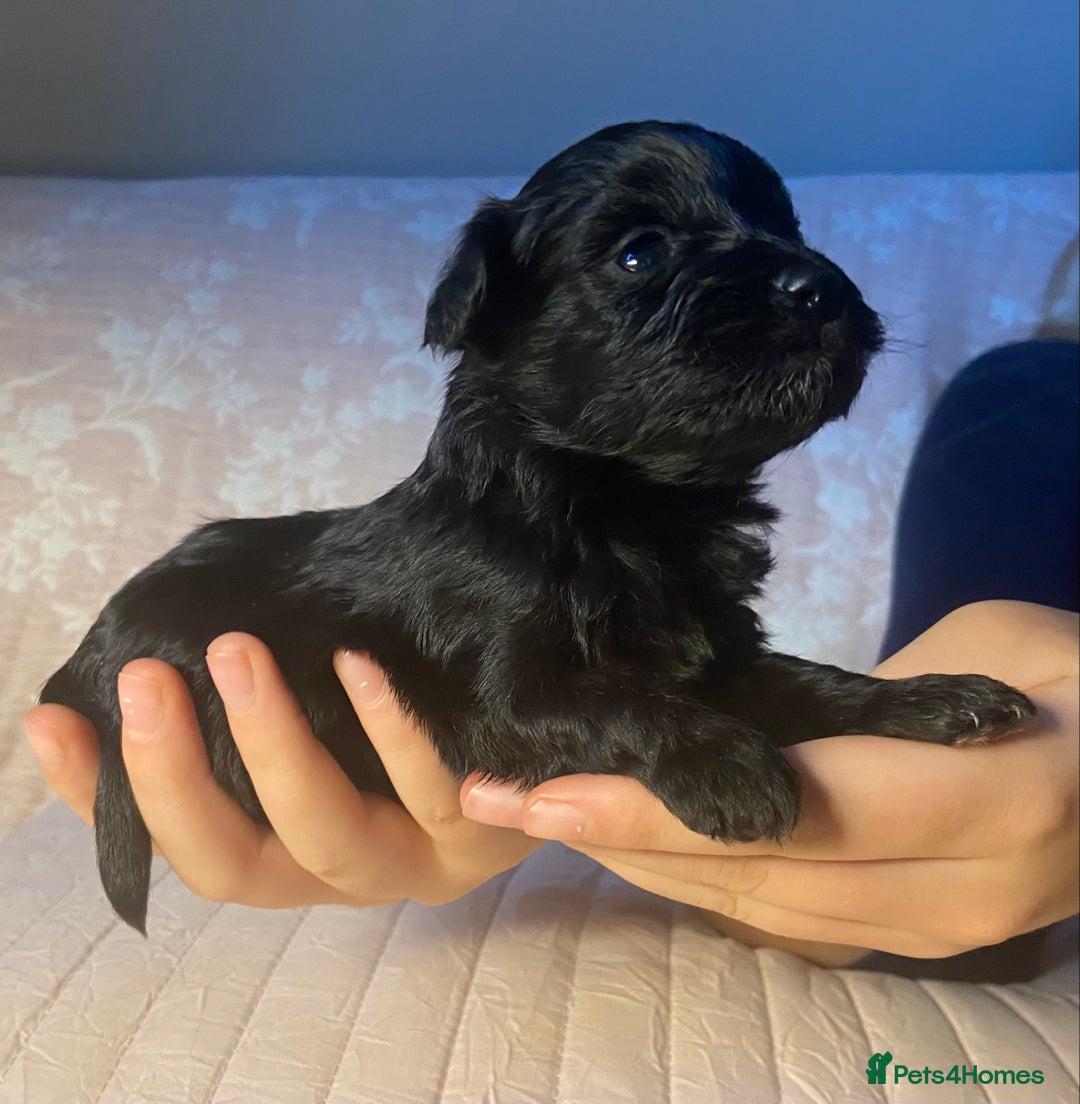 Maltipoo dogs for sale: Adorable F1b Maltipoos - Advert 3