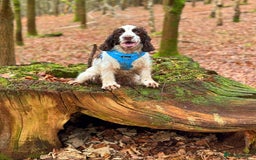 Cocker Spaniel dogs for sale: KC reg chocolate show cocker spaniel puppies  - Image 12