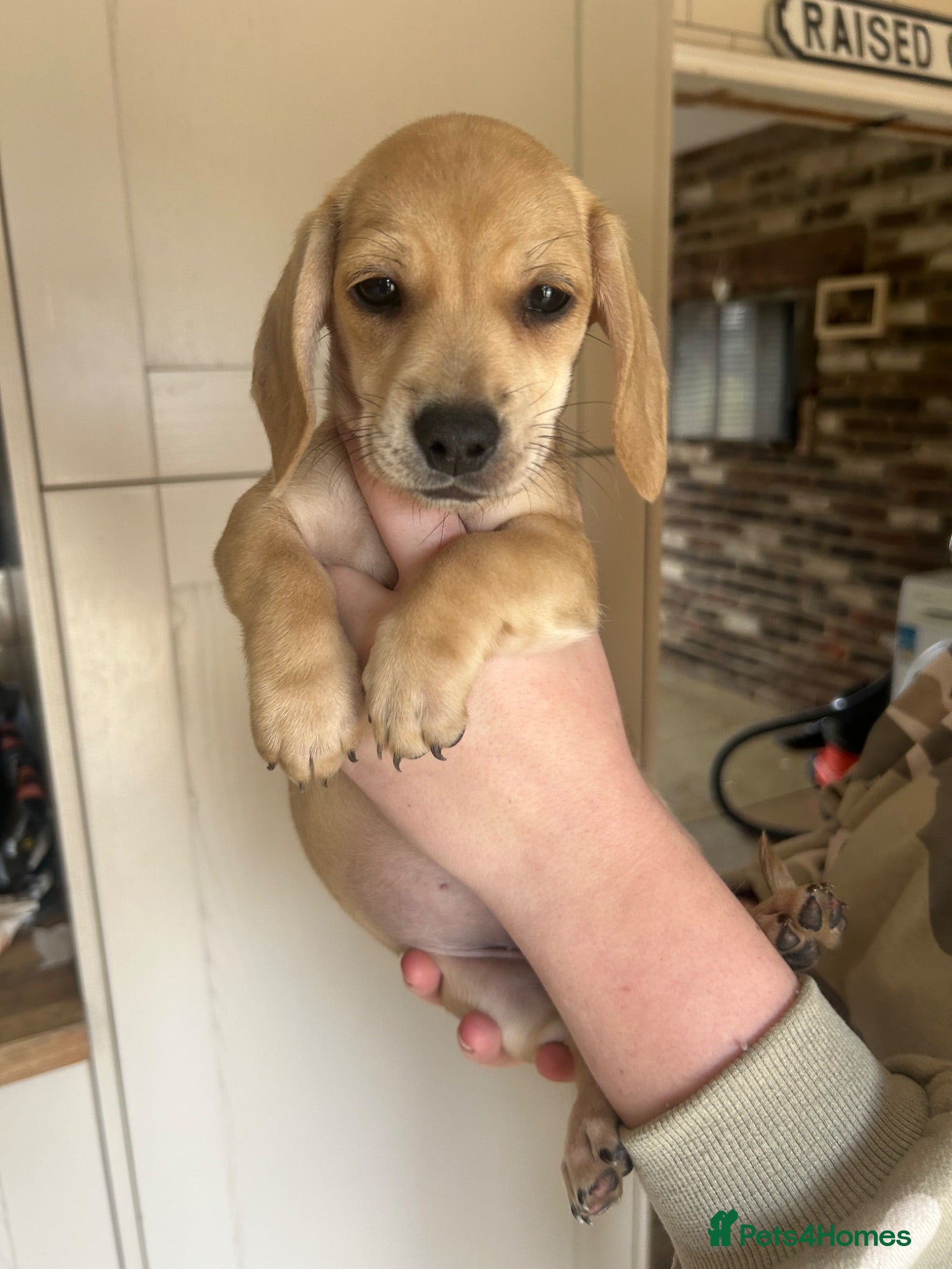 Dachshund dogs 🔥 REDUCED! READY NOW!! 1 left! Miniature daxies! - Advert 1