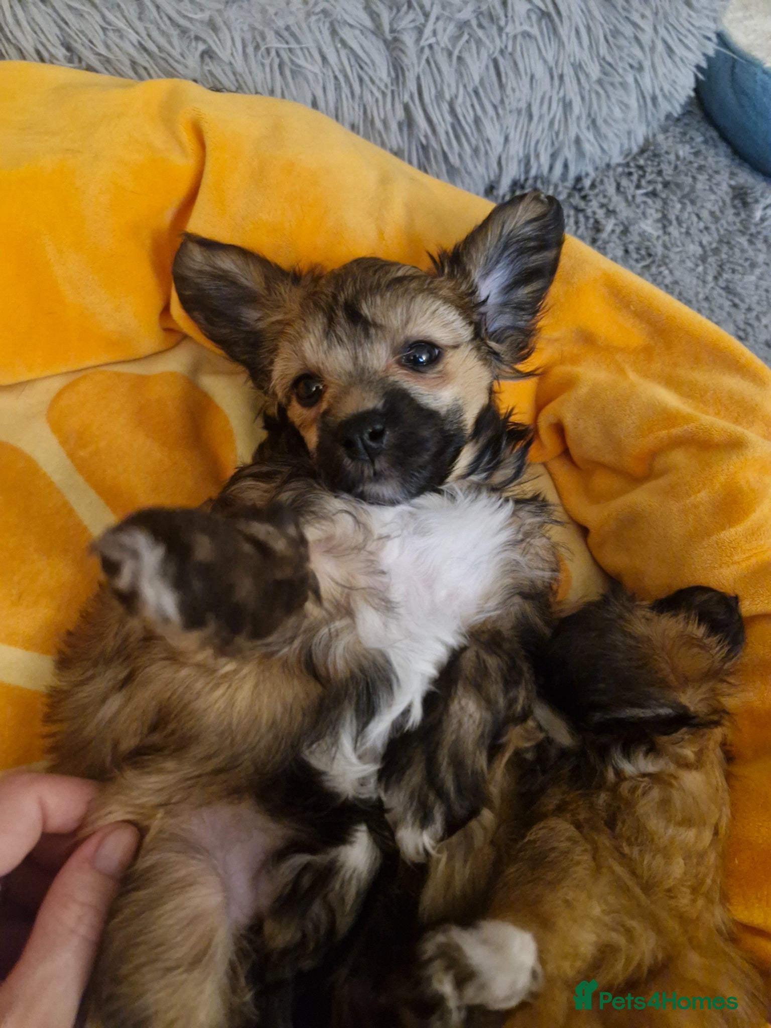 Chinese Crested dogs Powder puff boy and girl   - Advert 1