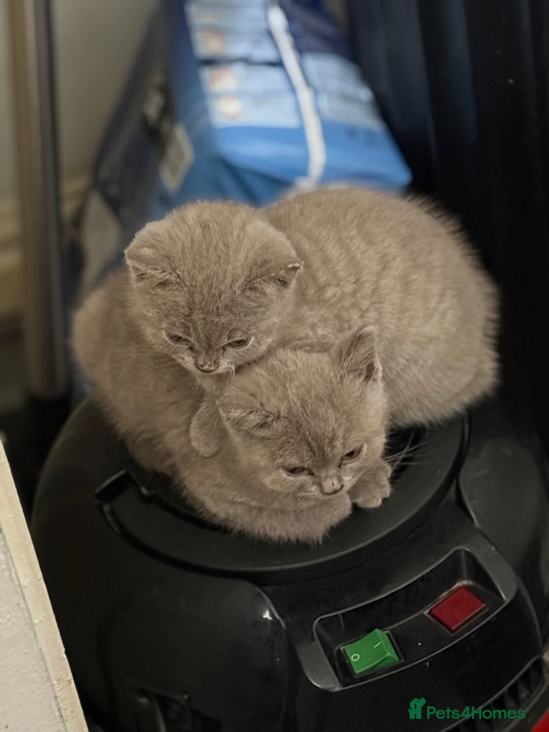 British Shorthair cats for sale: British shorthair  - Advert 2