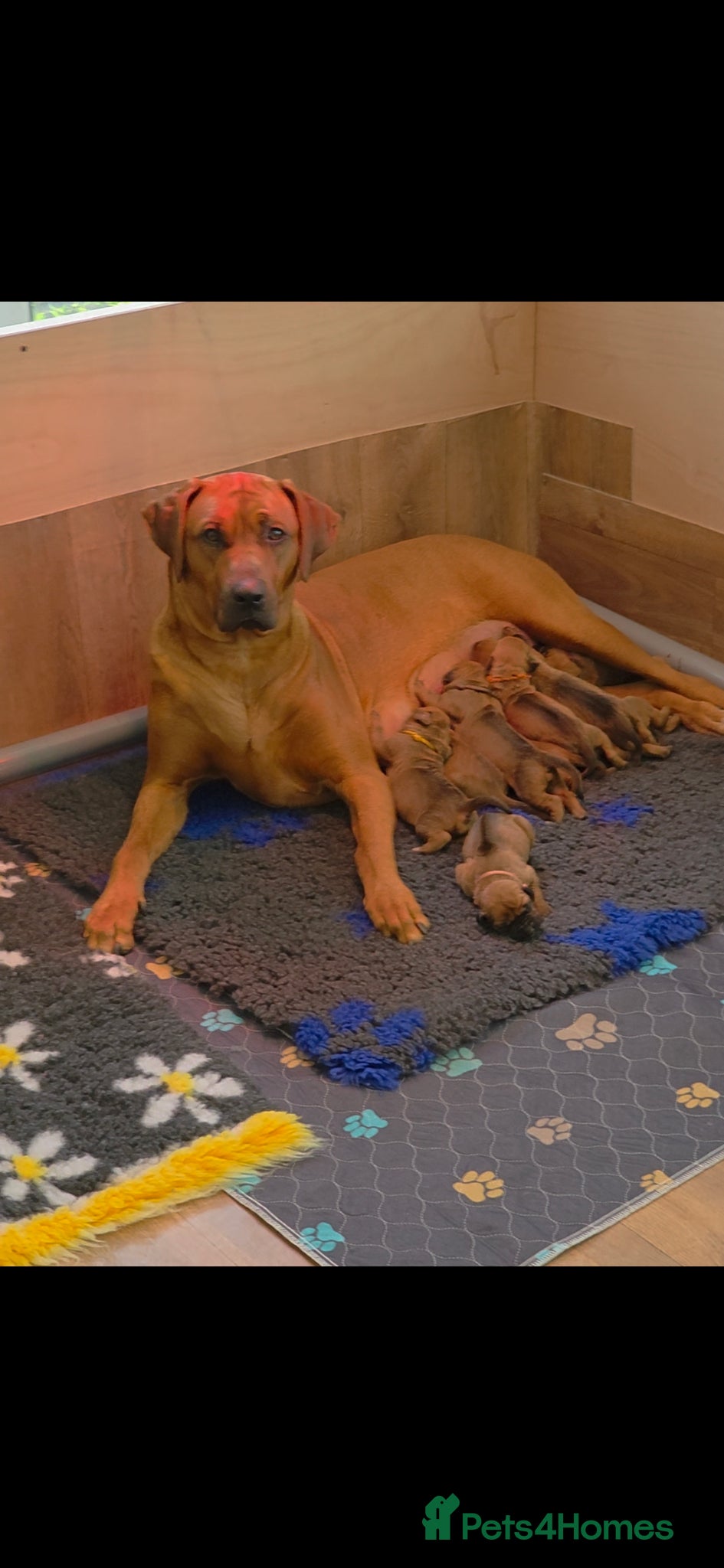 Rhodesian Ridgeback dogs 👑 Impressive Example of the Breed 👑 - Advert 2