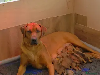 Rhodesian Ridgeback dogs 👑 Impressive Example of the Breed 👑 - Advert 2