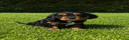 Cavapoochon dogs for sale: Beautiful Cavapoochon Puppies  - Advert 3