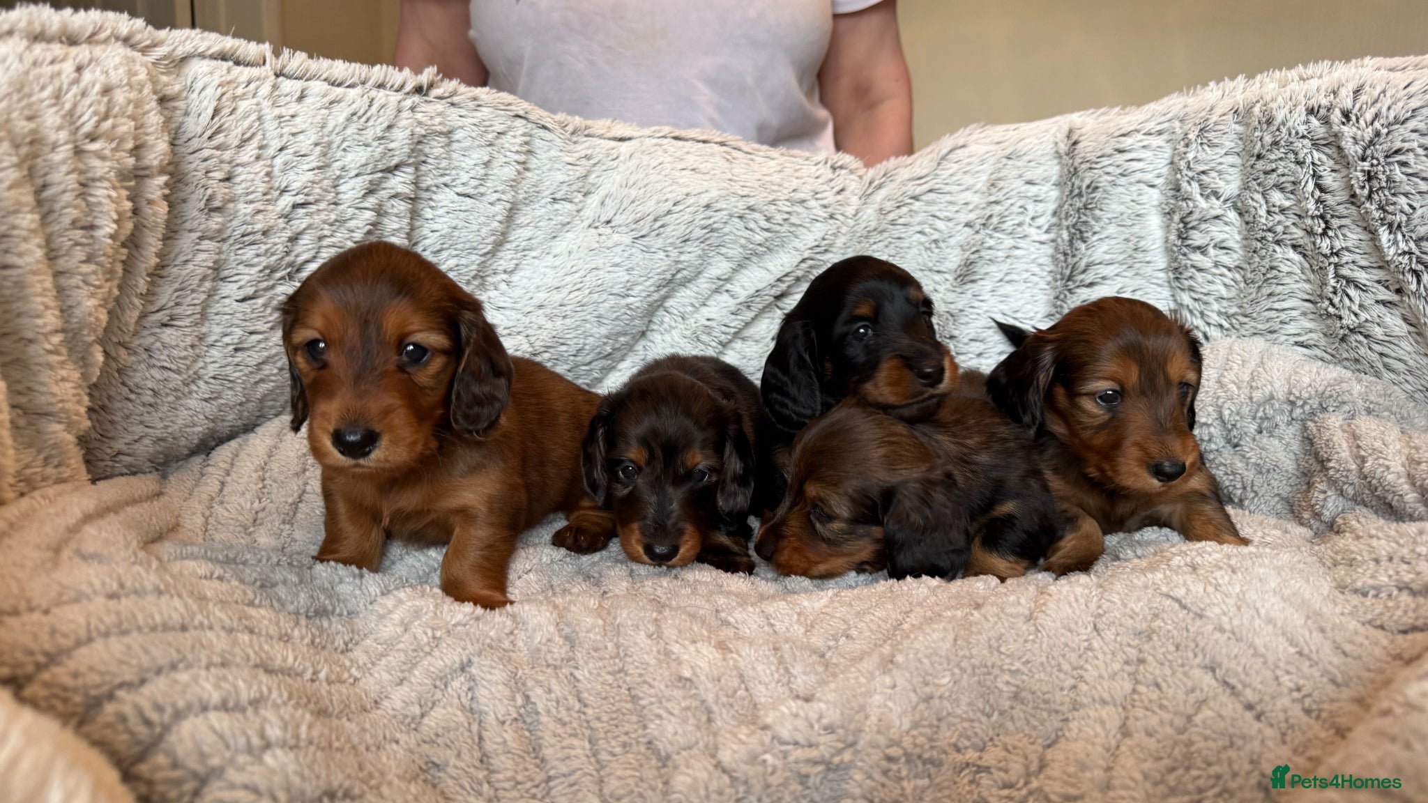 Miniature Dachshund dogs Mini Long hair dachshunds Kc registered  - Advert 1