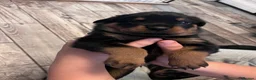 Rottweiler dogs for sale: Beautiful Rottweiler puppies  in Mablethorpe - Advert 15