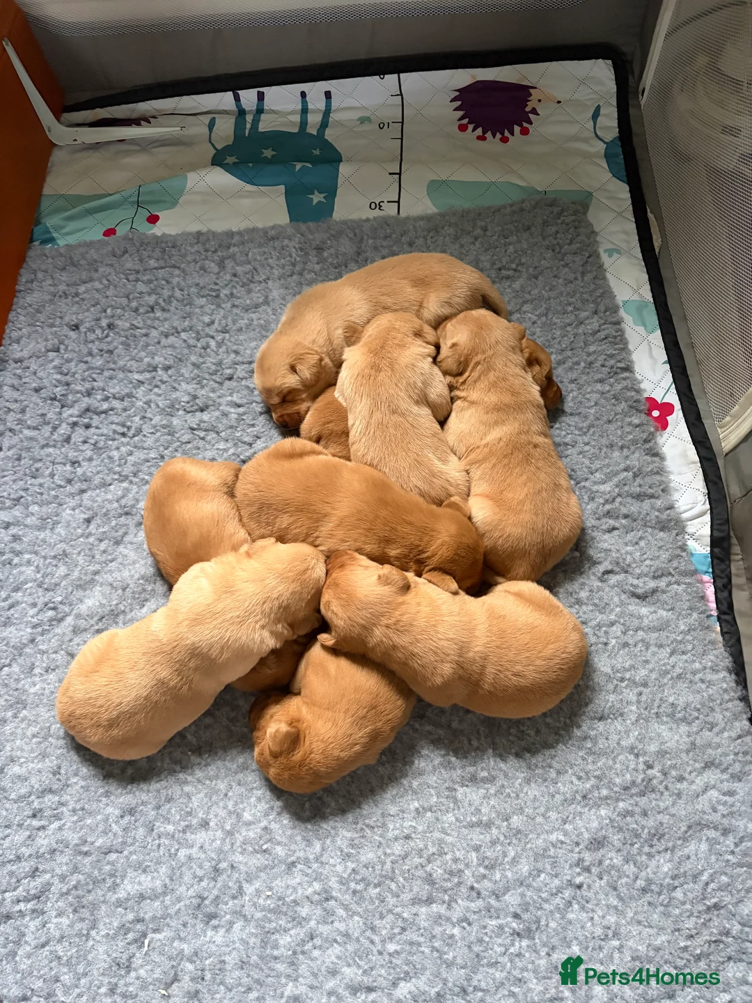 Labrador Retriever dogs for sale: Labrador  in Dorchester - Advert 6