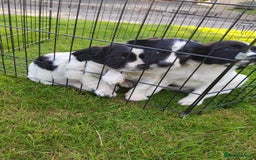 English Springer Spaniel dogs for sale: 3 male Springer Spaniel pups KC Reg and Pedigree - Image 10