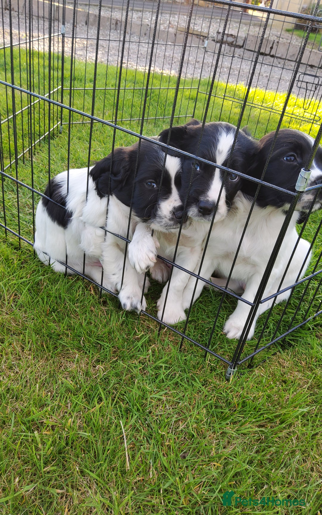 English Springer Spaniel dogs for sale: 3 male Springer Spaniel pups KC Reg and Pedigree - Image 10