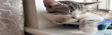 Grey and white tabby girl (grey face)