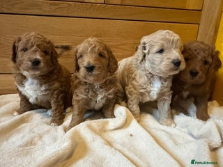 Mini Goldendoodle dogs Gorgeous family Raised Mini F1b Goldendoodles - Advert 10