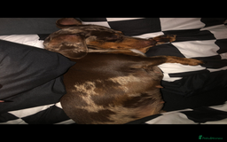 Miniature Dachshund dogs for sale: Beautiful Girl - Image 5