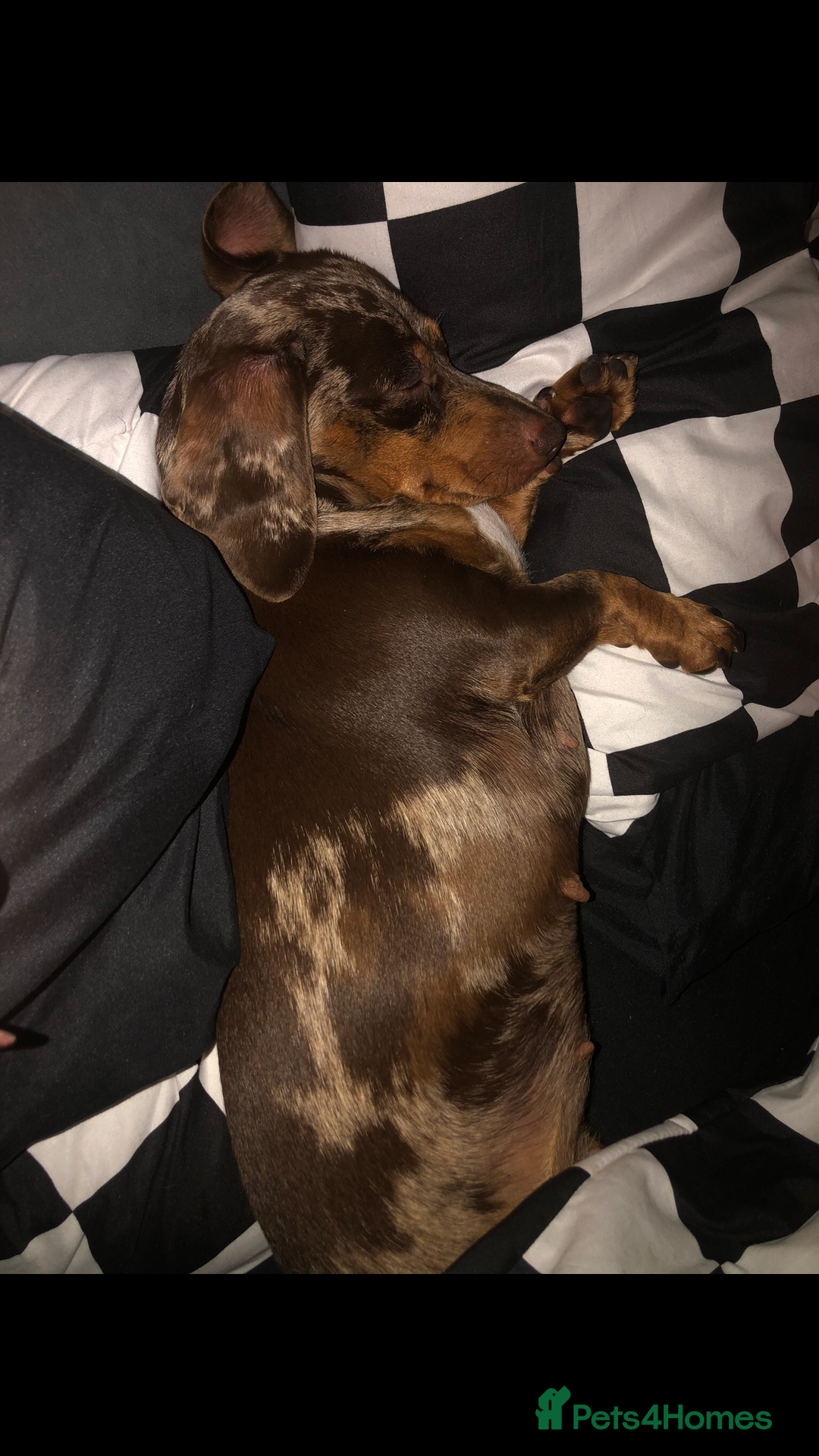 Miniature Dachshund dogs for sale: Beautiful Girl - Image 5