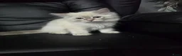 Persian cats for sale: Persain chinchilla blue eyes colourpoint kittens   - Advert 19