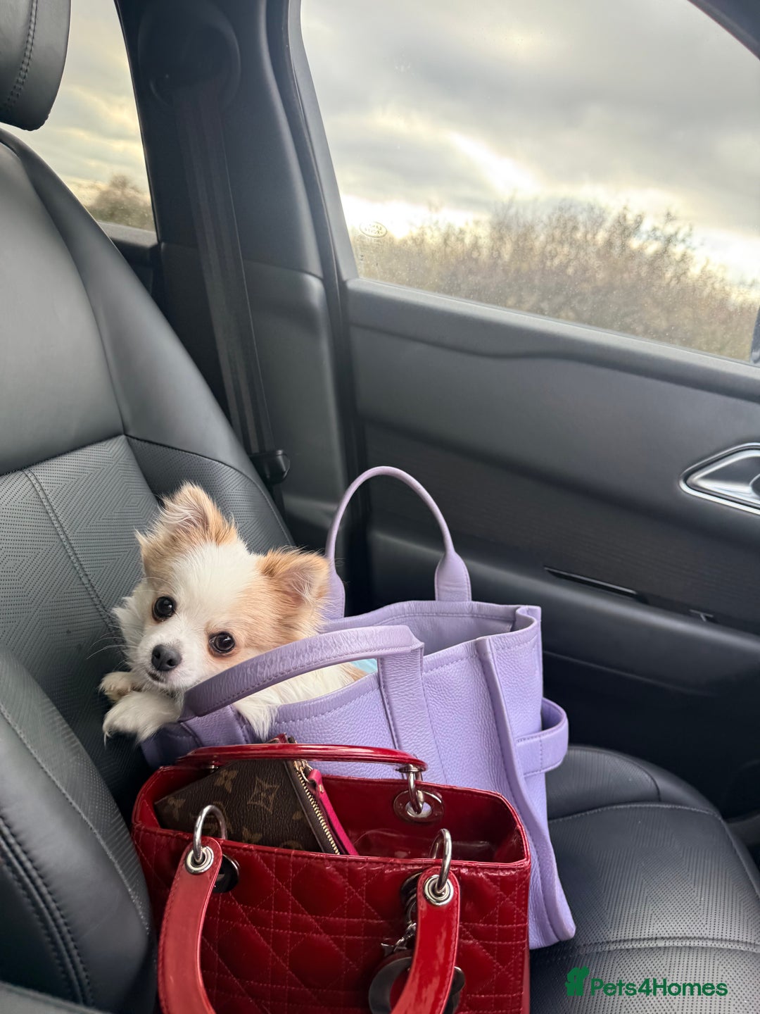 Pomchi dogs for sale: Pomchi boy must go by this week - Image 4