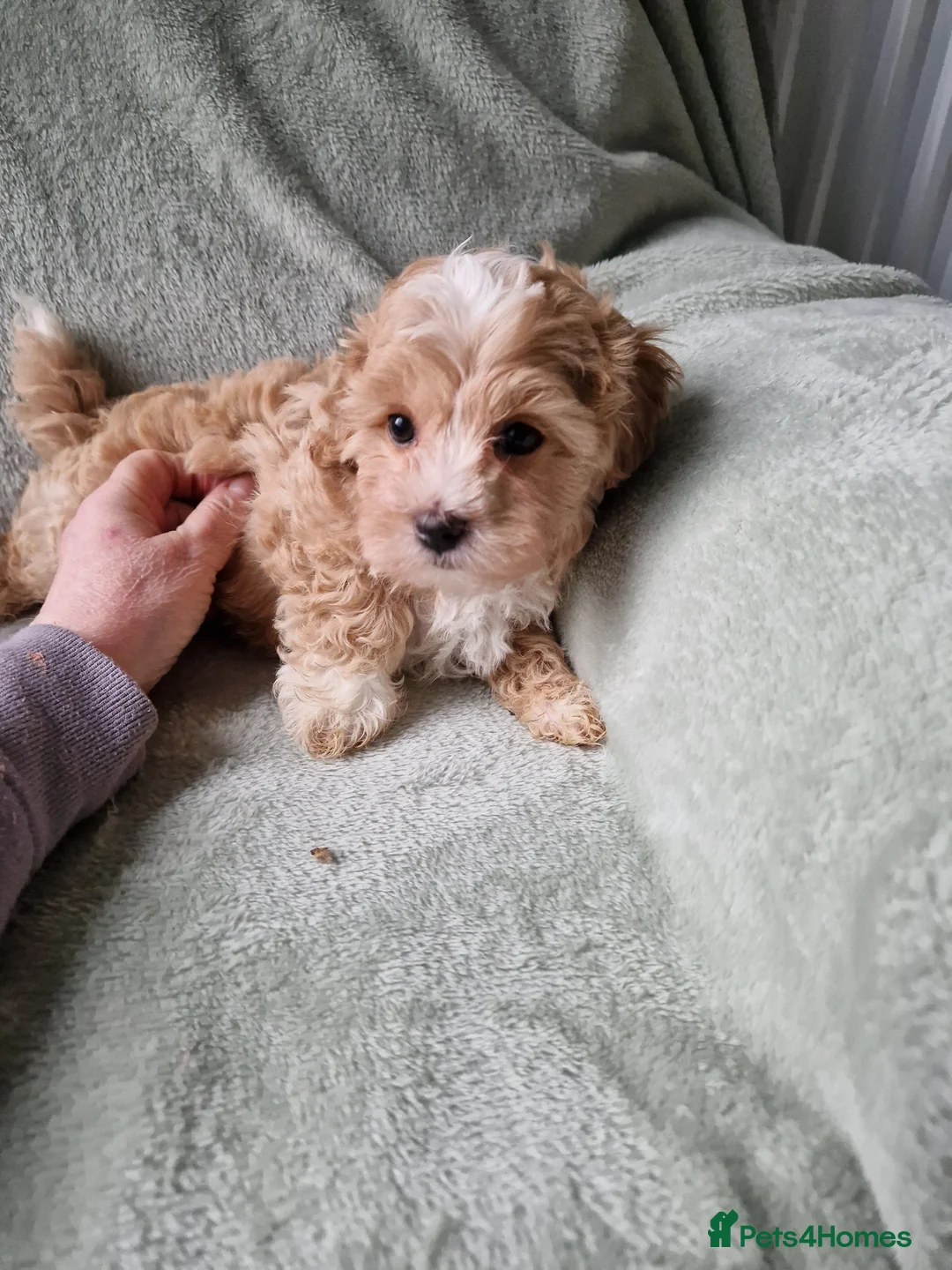 Maltipoo dogs for sale: Absolutely stunning maltipoo puppies  - Advert 7
