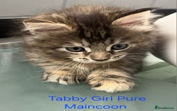 Maine Coon cats for sale: Maincoon Kitten For Sale - Image 3