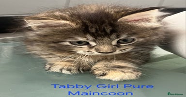 Maine Coon cats - Advert 6
