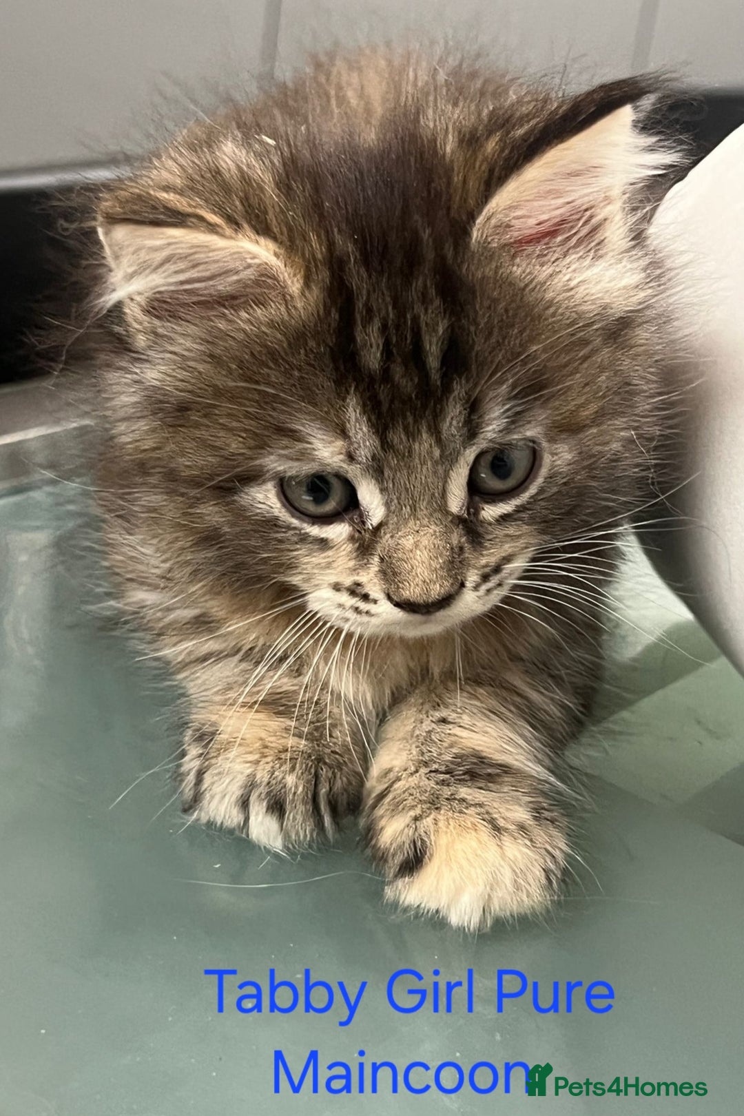 Maine Coon cats for sale: Maincoon Kitten For Sale - Image 3