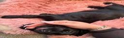 Cocker Spaniel dogs for sale: 2 Black Cocker Spaniel Girls READY TO LEAVE! - Advert 13