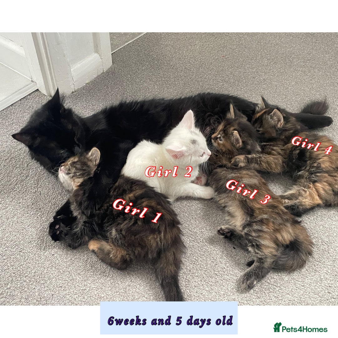 Mixed Breed cats for sale: 4 female kittens are looking for loving homes 🏡  - Advert 3