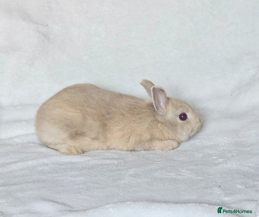 Netherland Dwarf rabbits for sale: Netherland Dwarf boy - Advert 2