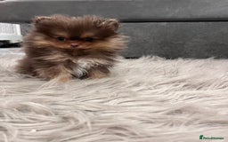 Pomeranian dogs for stud: Russian & Taiwanese  Pomeranian stud chiao li ya in Willenhall - Image 5