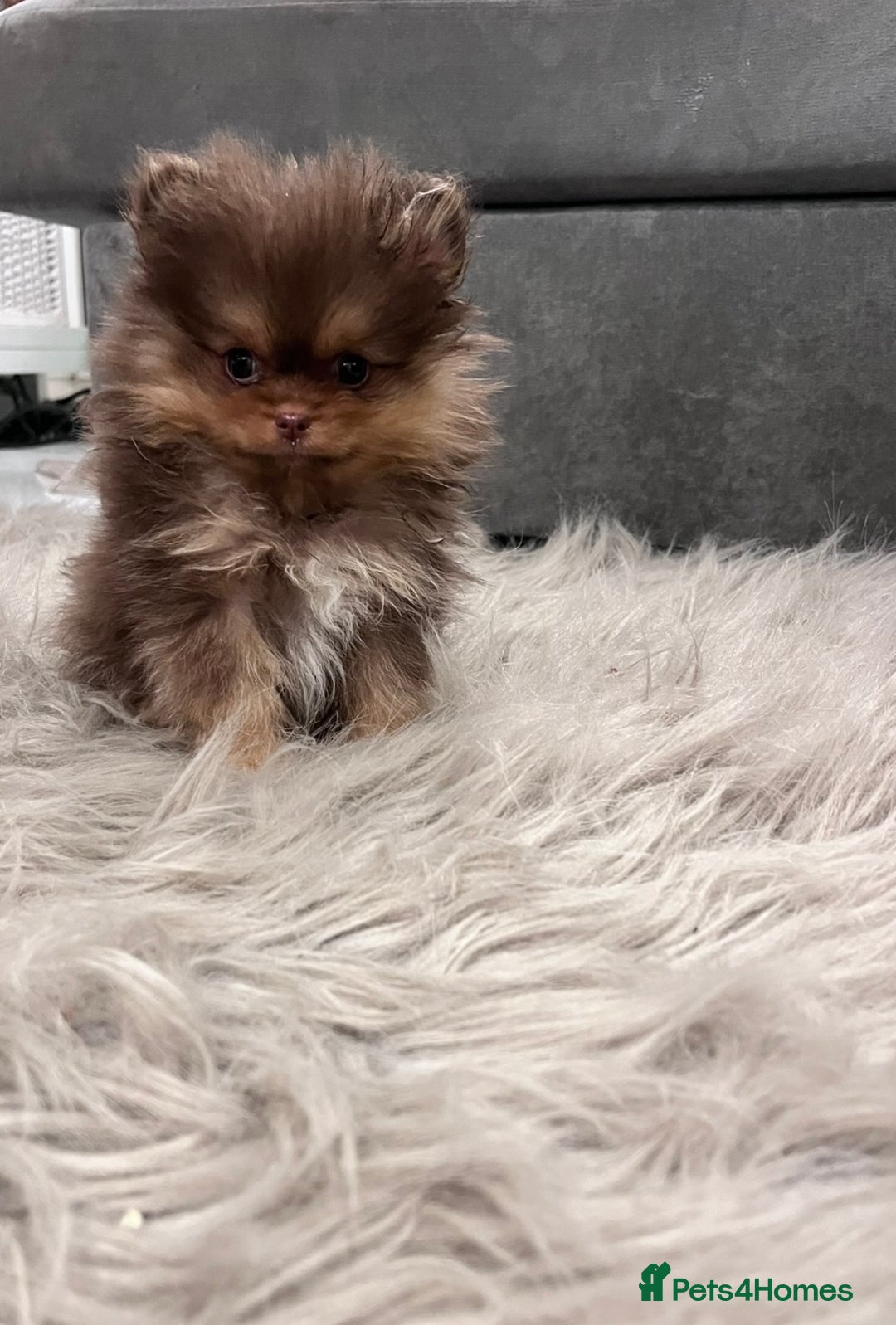 Pomeranian dogs for stud: Russian & Taiwanese  Pomeranian stud chiao li ya in Willenhall - Image 5