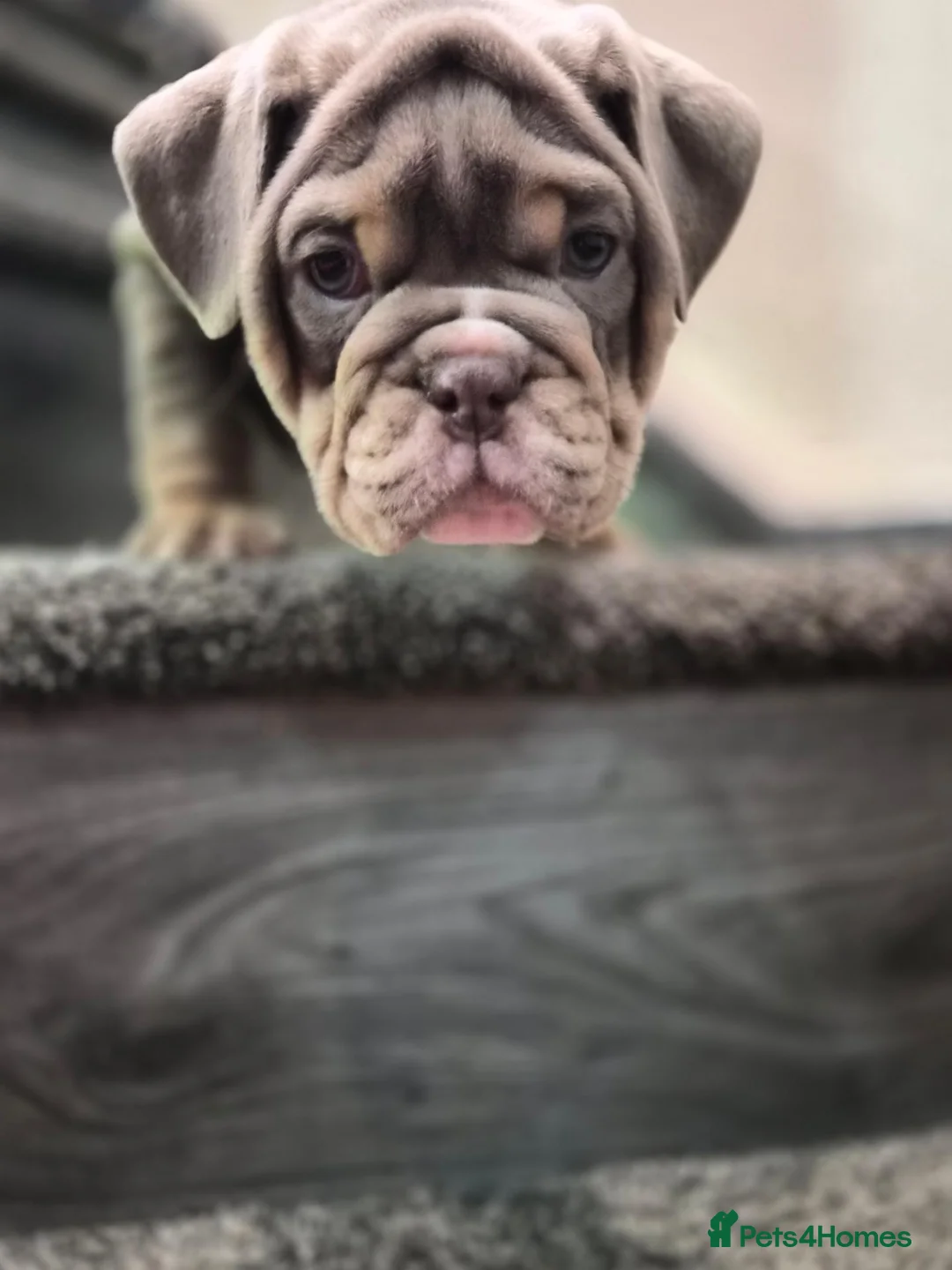 English Bulldog dogs for sale: Outstanding Healthy Pups please read full advert - Advert 11