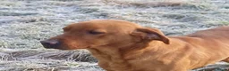 Labrador Retriever dogs for stud: Fox Red Labrador at Stud - Advert 2