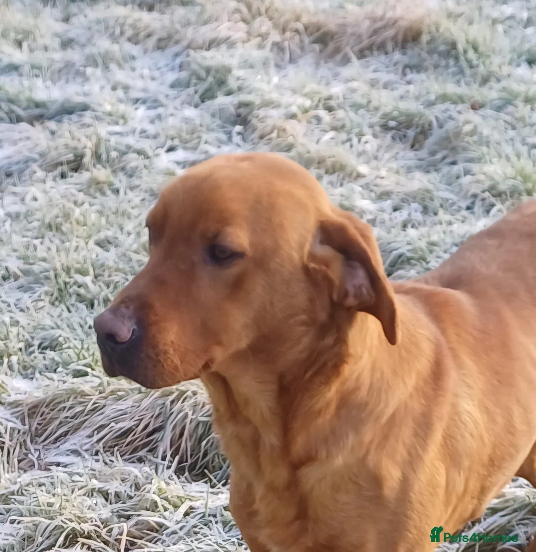 Labrador Retriever dogs for stud: Fox Red Labrador at Stud - Advert 2