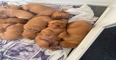Labrador Retriever dogs - Advert 7