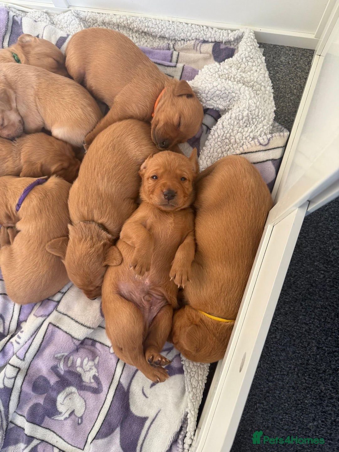 Labrador Retriever dogs for sale: Beautiful red fox KC registered labrador puppies  - Image 2