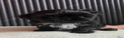 Shih Tzu dogs for sale: 4 Beautiful Shih-Tzu  - Advert 12