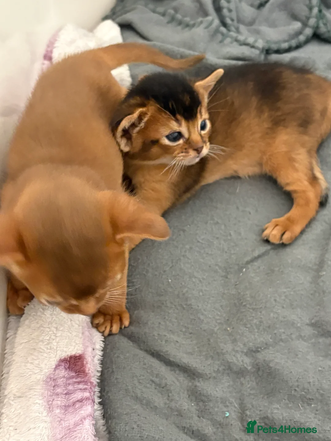 Abyssinian cats for sale: Abyssinian champion line kittens🏆 - Advert 15