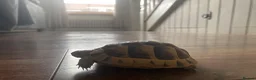 Tortoise reptiles for sale: Turkish spur-thighed tortoises in Norwich - Advert 2