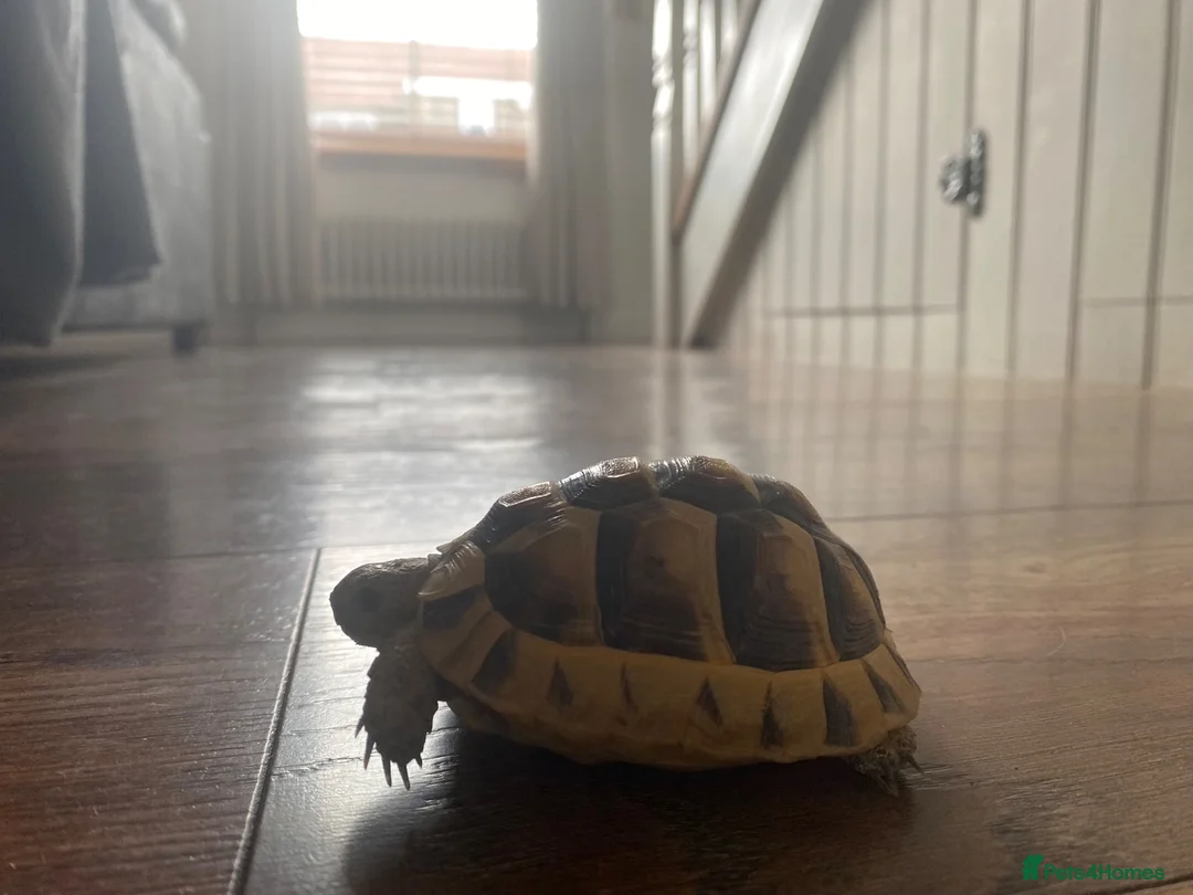 Tortoise reptiles for sale: Turkish spur-thighed tortoises in Norwich - Advert 2