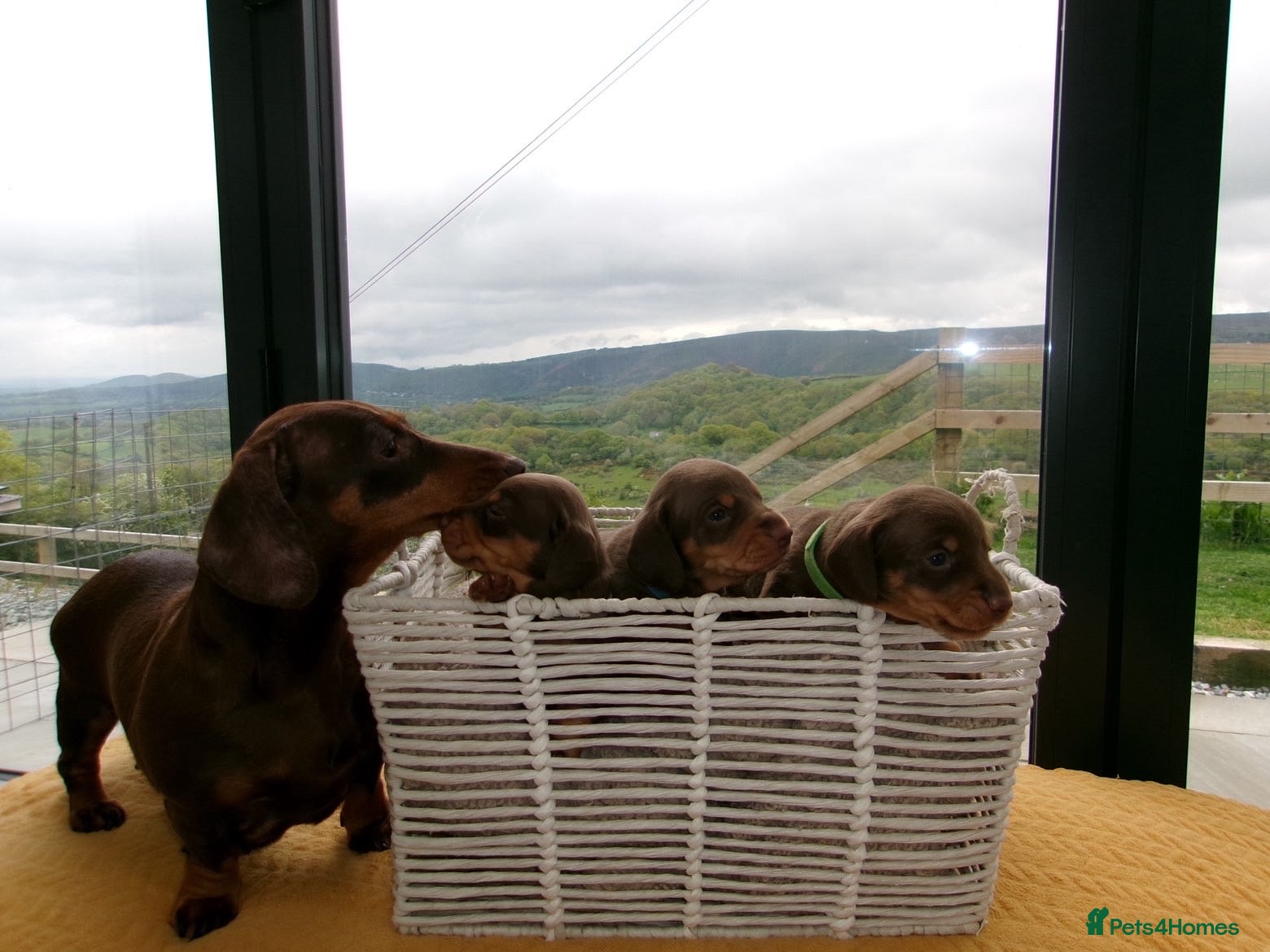 Miniature Dachshund dogs 🐶 beautiful mini Dachshunds 🐶  - Advert 2
