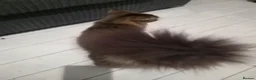 Maine Coon cats for sale: 1 yr old Maine coon male in Manchester - Advert 3