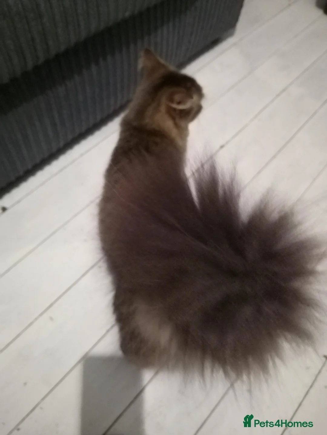 Maine Coon cats for sale: 1 yr old Maine coon male in Manchester - Advert 3
