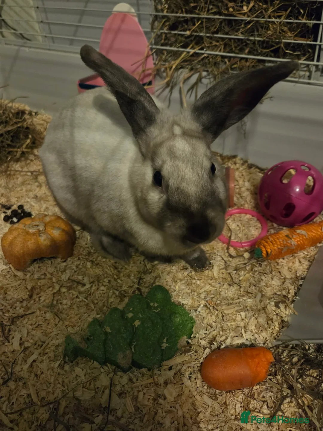 Mixed Breed rabbits for sale: 1 female and 1 male rabbits FREE - Advert 2