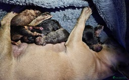 French Bulldog dogs for sale: Gorgeous french bulldogs - Image 31