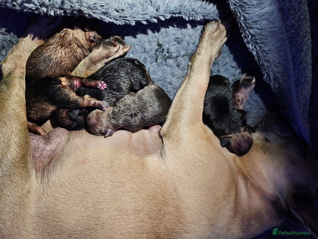 French Bulldog dogs for sale: Gorgeous french bulldogs - Image 31