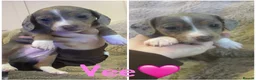 Miniature Dachshund dogs for sale: Stunning kc registered miniature dachshund puppies in Cardiff - Advert 2