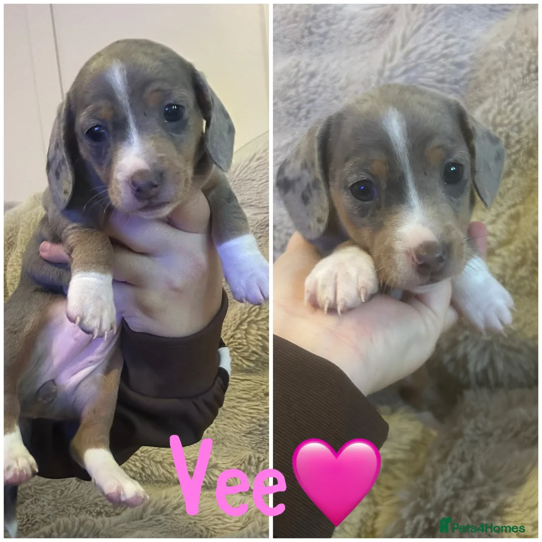Miniature Dachshund dogs for sale: Stunning kc registered miniature dachshund puppies in Cardiff - Advert 2