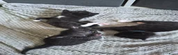 Mixed Breed cats for sale: 3 Beautiful Tuxedo Kittens in Emsworth - Advert 2