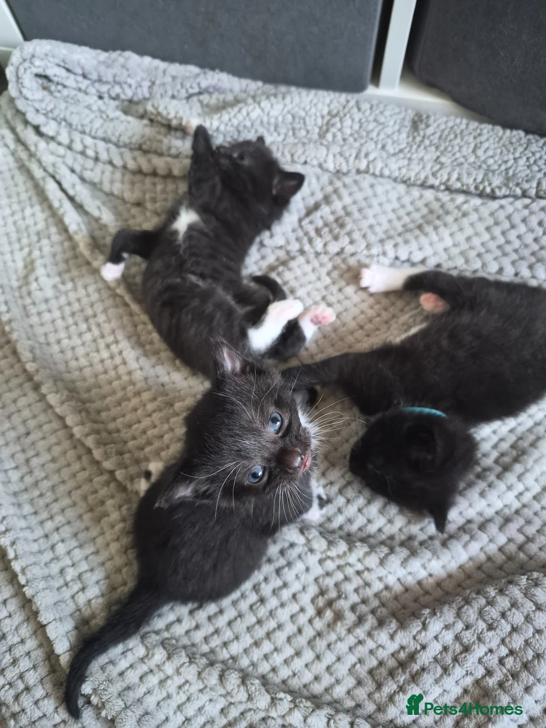 Mixed Breed cats for sale: 3 Beautiful Tuxedo Kittens in Emsworth - Advert 2