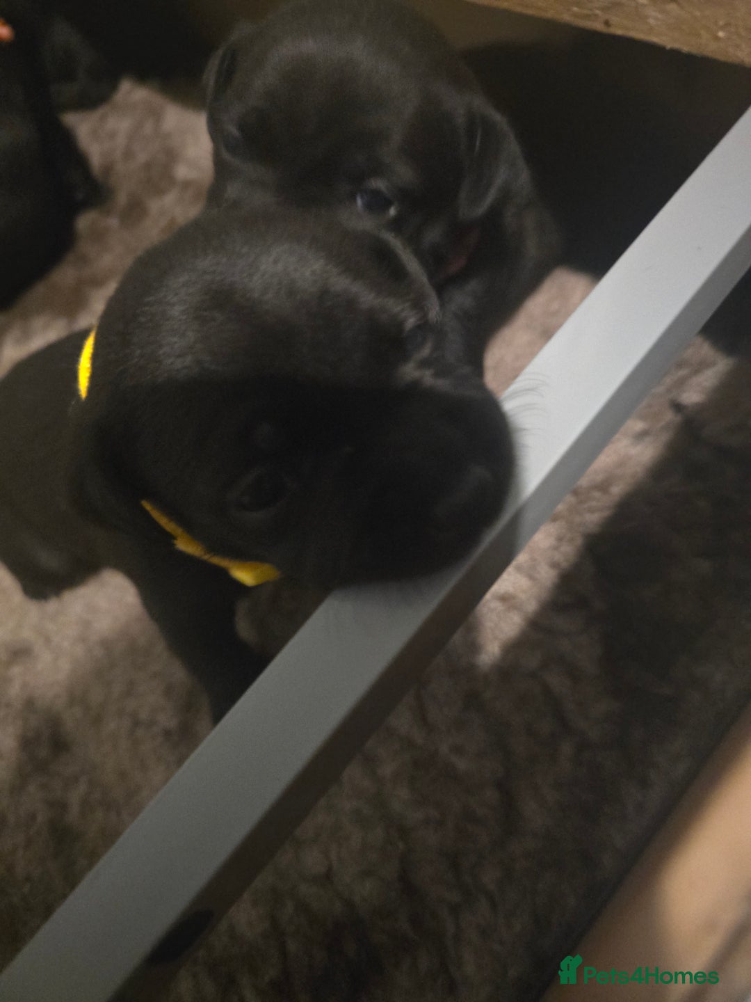 Staffordshire Bull Terrier dogs for sale: Kc registered Staffordshire bullterrier  - Advert 15